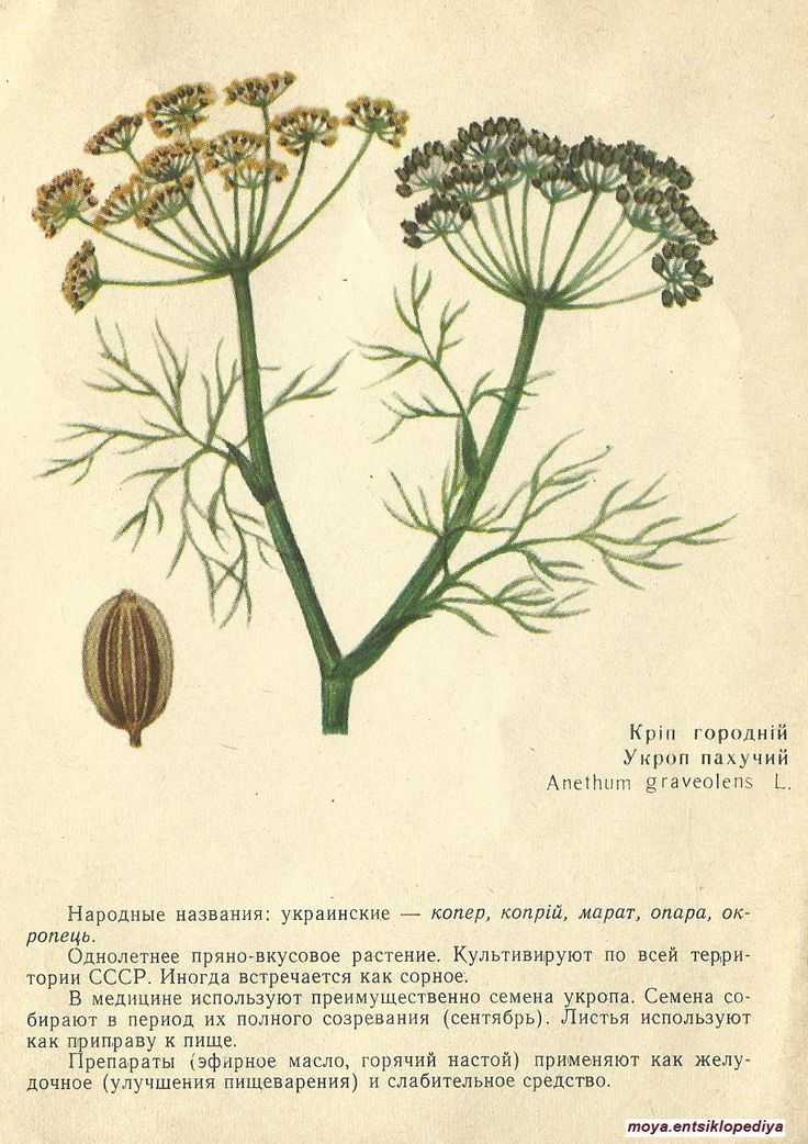 Как использовать ароматные семена укропа в кулинарии — секреты шеф-поваров