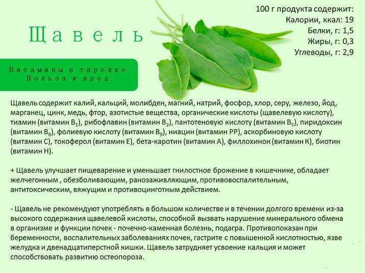Можно ли детям щавель, сколько, с какого возраста