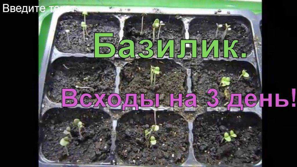 Как правильно срезать базилик и собирать до 4 урожаев за сезон