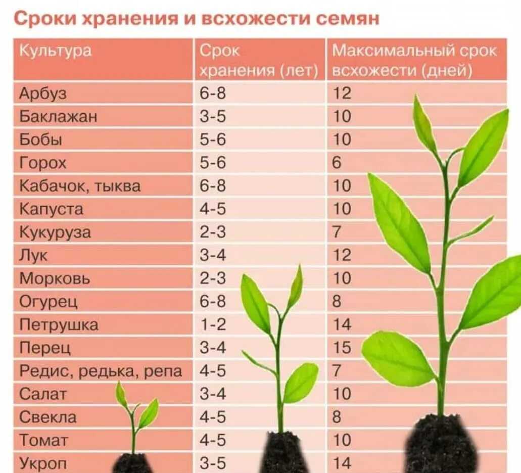 Как правильно и когда сажать свеклу на рассаду и в открытый грунт, уход и уборка свеклы