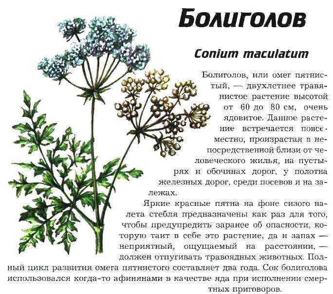 Морковь дикая - лечебные свойства и противопоказания. применение в народной медицине - lechilka.com