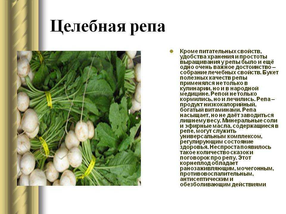 О полезных (и не очень) свойствах репы для будущих мам