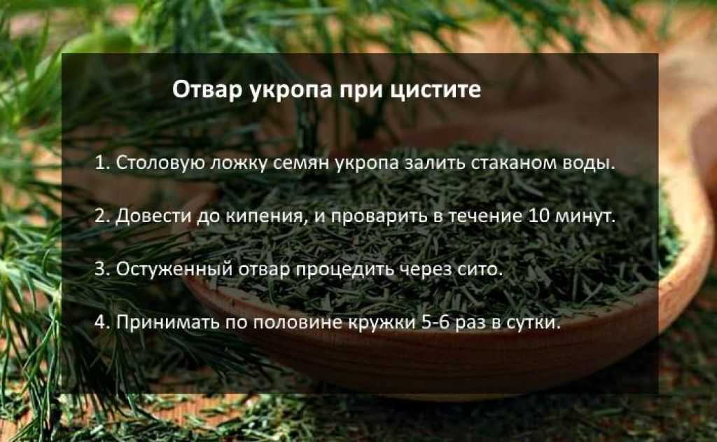 Как правильно заваривать и пить семена укропа?