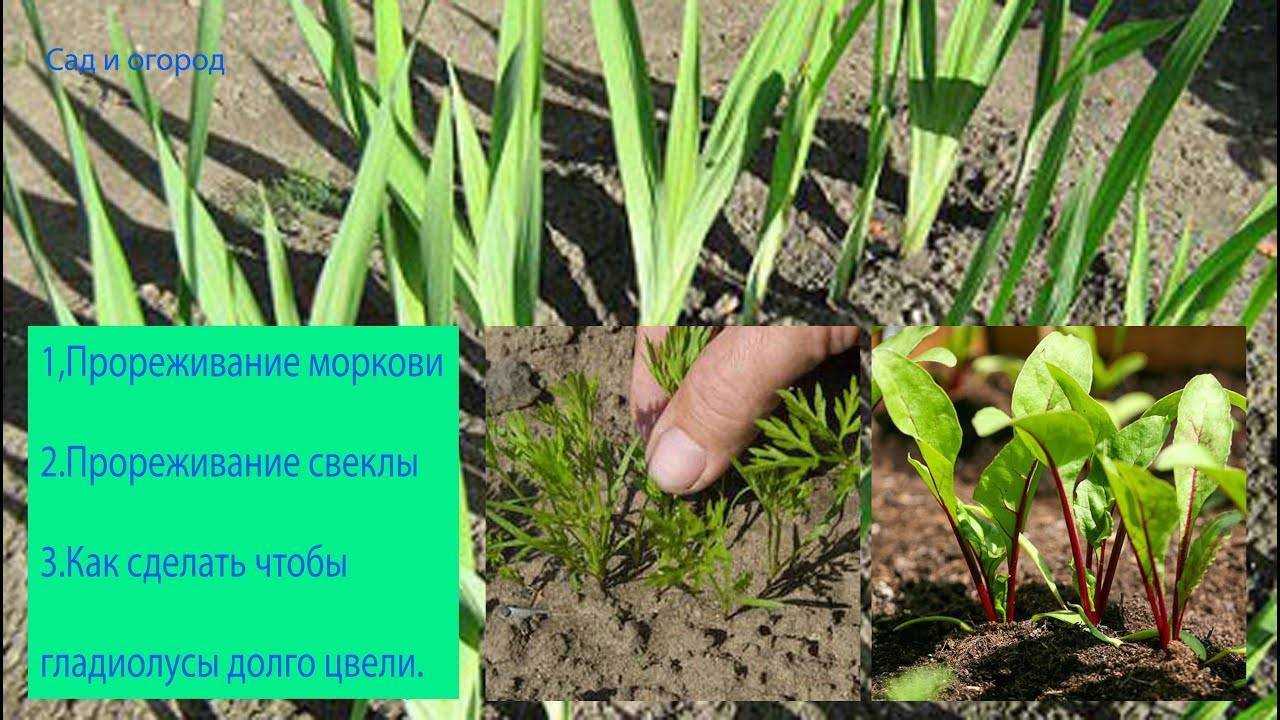 Правила прореживания корнеплодов . как прореживать свёклу, морковь, петрушку, редис? — ботаничка