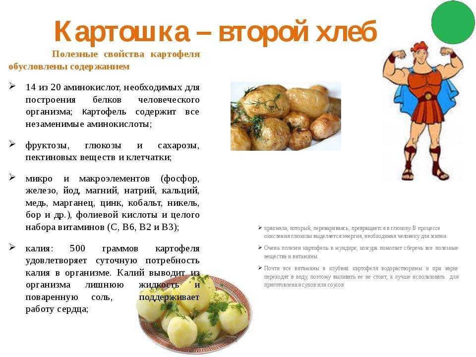 Картошка, польза и вред для здоровья человека, употребляющего его