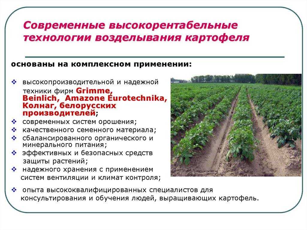 Устойчивый к колорадским жукам картофель «рамона»: описание сорта, фото и другие особенности