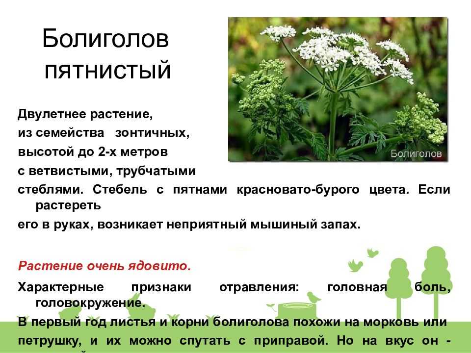 Морковь дикая (обыкновенная) – полезные свойства, описание