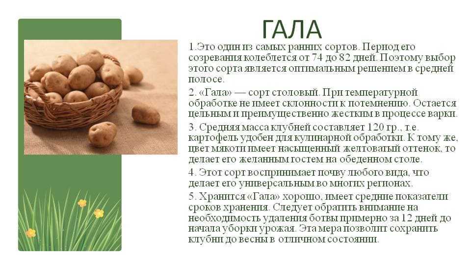В статье вы найдете подробное описание и характеристику картофеля Галактика, сможете изучить фото Плюсы и минусы сорта, таблица сравнения с иными видами Рекомендации по выращиванию, борьбе с вредителями и болезнями, сбору и хранению урожая