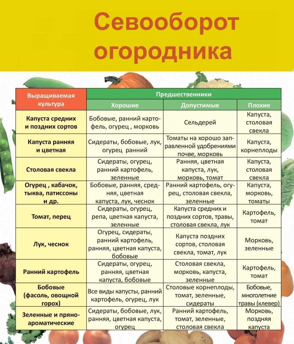 Правильная посадка моркови в открытый грунт весной и уход в последующем