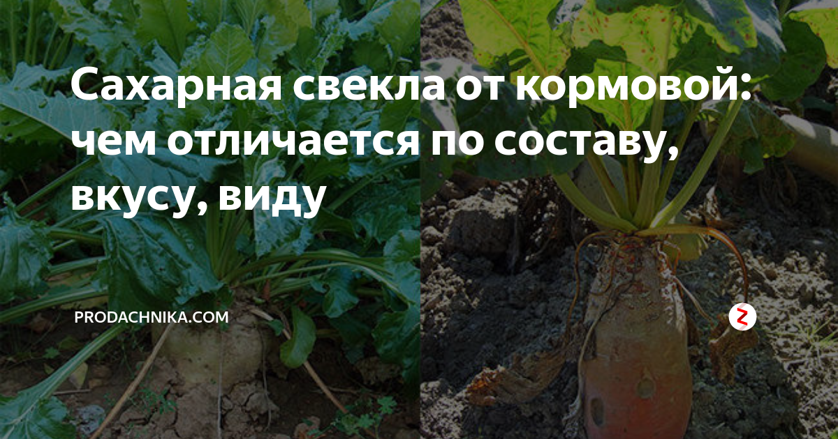 Чем отличаются кормовая свекла и сахарная?