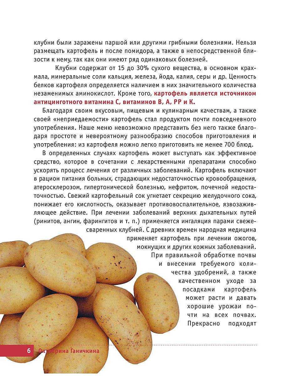 Почему картофель ласунок наиболее урожайный и удобный для ухода