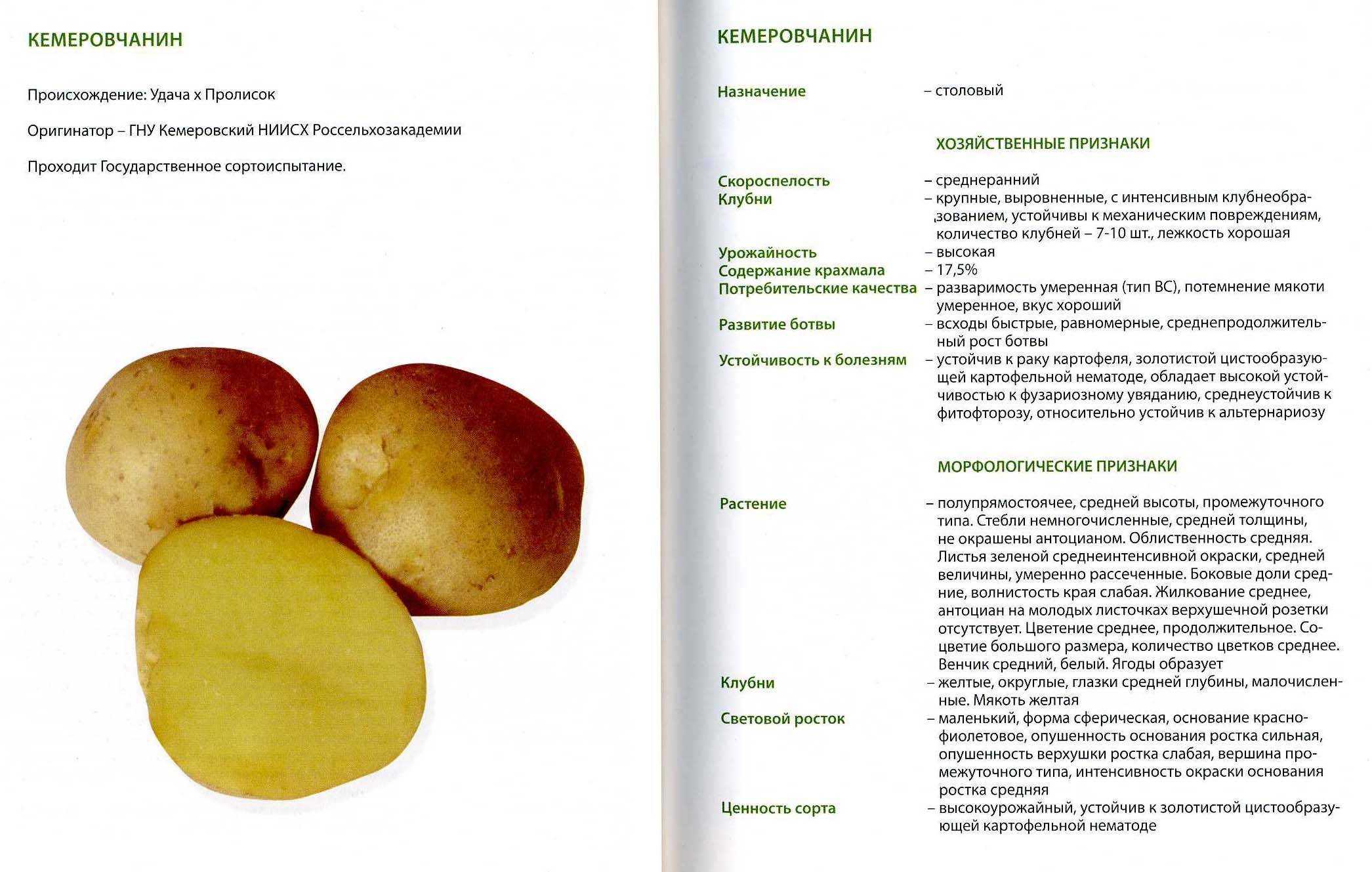 Сорт картофеля ласунок: описание, агротехника выращивания: характеристики, свойства, методы