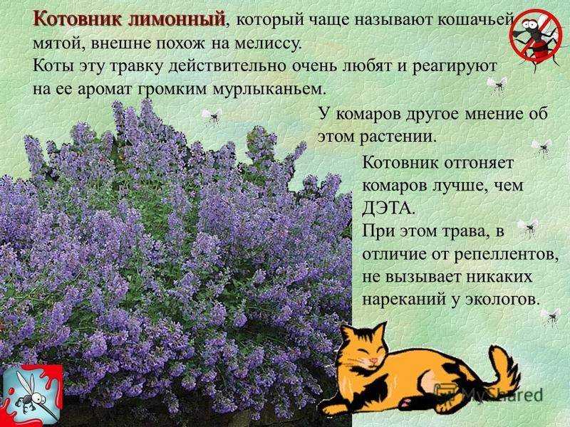 Кошачья мята: фото, для чего нужна и как действует, реакция кошек