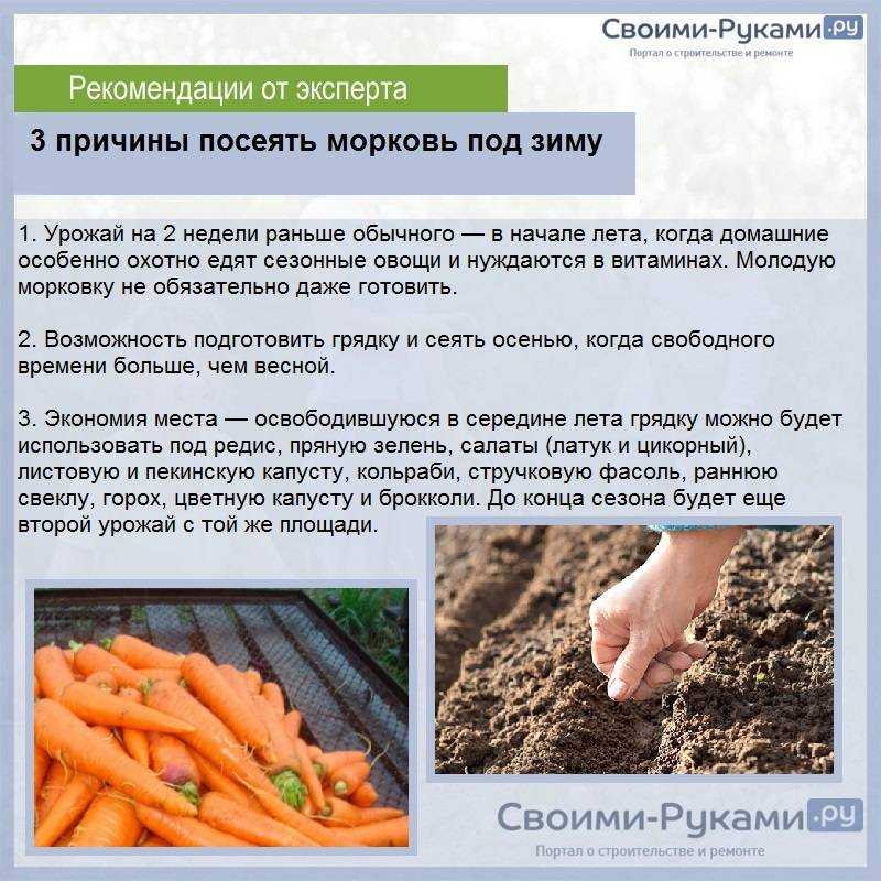 Почему морковь уродливая: рогатая, корявая, разветвленная, что делать, как надо было ухаживать