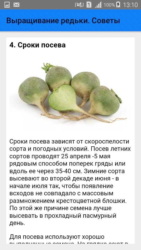 Польза и вред хрена для здоровья