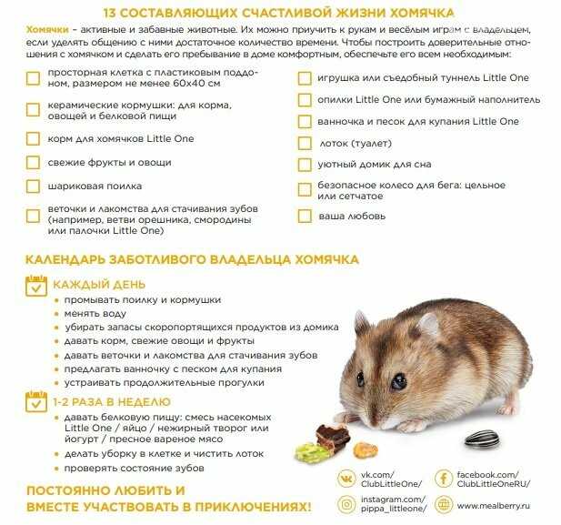 Какую траву можно хомякам, а какую нельзя, давать ли петрушку и укроп, едят ли клевер и кинзу, джунгарики и другие породы