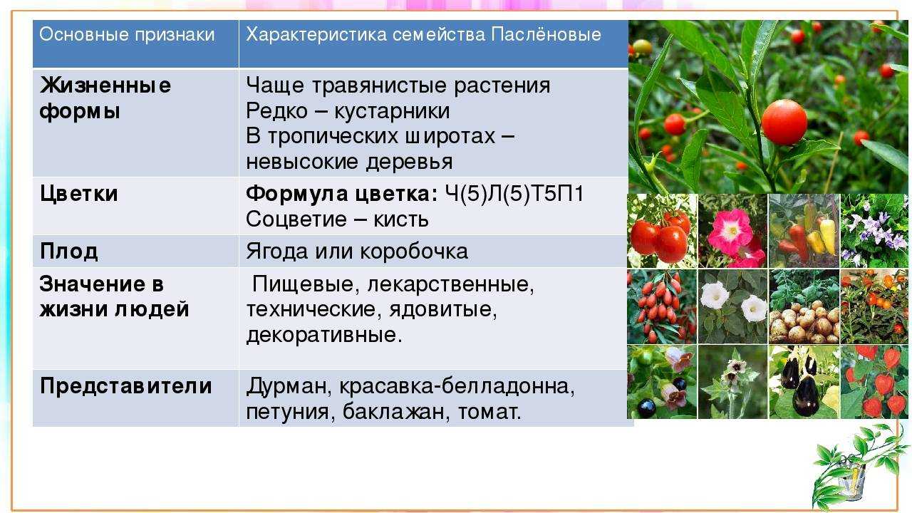 Растения семейства пасленовых: плодовые, овощные культур и ядовитые представители