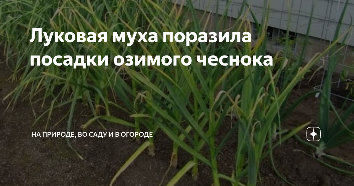 Обработка лука перед посадкой - удобряшкин.ру