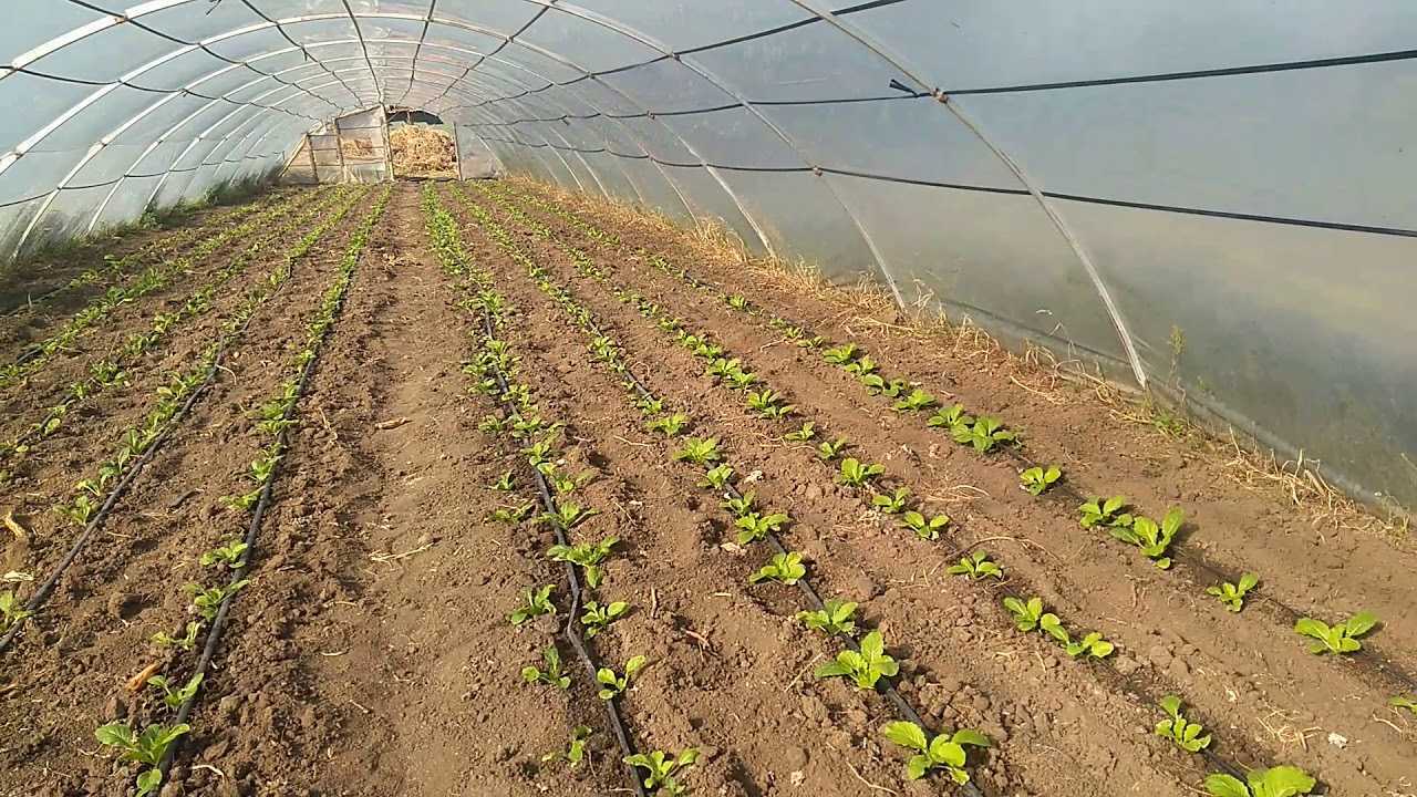 Пекинская капуста: выращивание и уход в открытом грунте и теплице с фото, секреты урожая