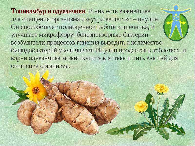Топинамбур, польза и вред, лечебные свойства, состав топинмбура