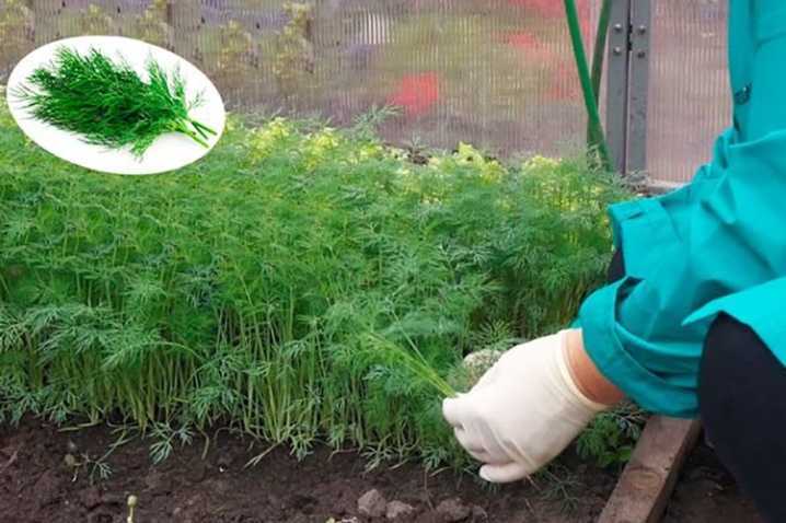 Посадка укропа в открытый грунт: сроки посева, выращивания, уход