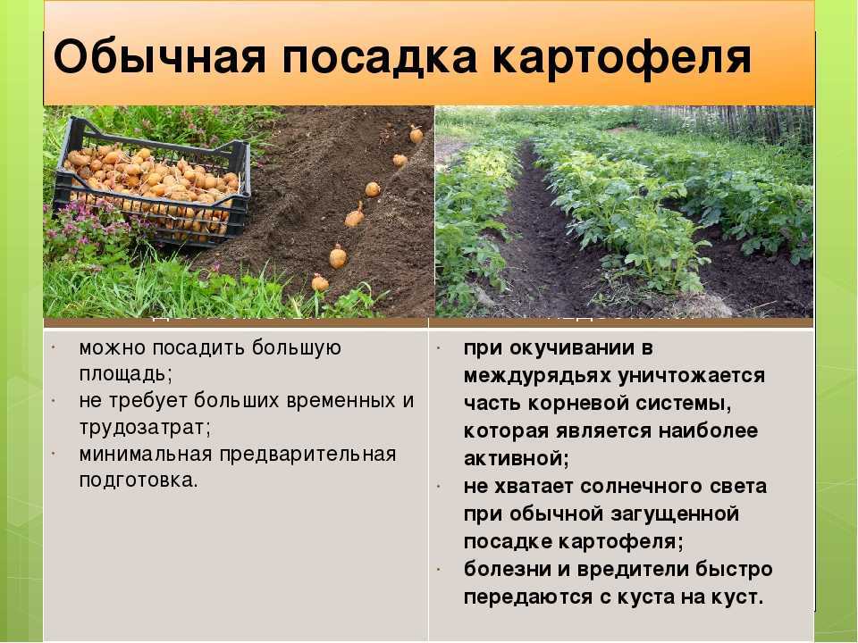 Сорт картофеля «иван да марья»: характеристика, описание, урожайность, отзывы и фото