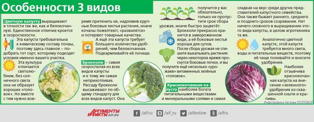 Как вырастить цветную капусту через рассаду и семенами в грунте