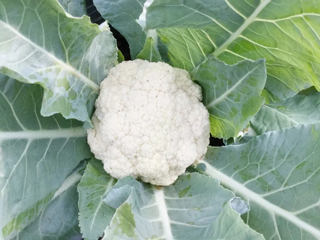 Выращивание цветной капусты — от посева семян до сбора урожая — fertilizer daily