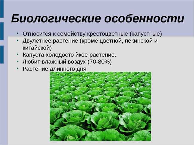 Капуста белокочанная описание и характеристики | дача cадовода