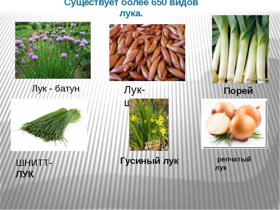 10 съедобных видов лука, которые можно и нужно выращивать у себя на огороде
