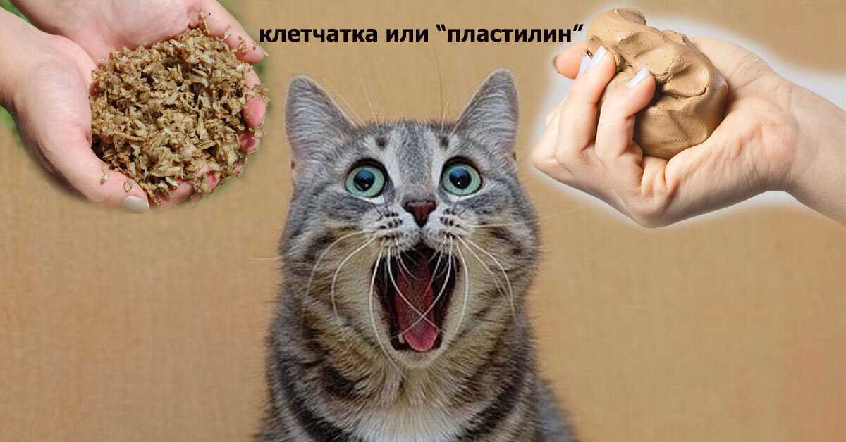 5 лучших веганских кормов для кошек 2021 года — обзоры и лучшие подборки — красивые кошки