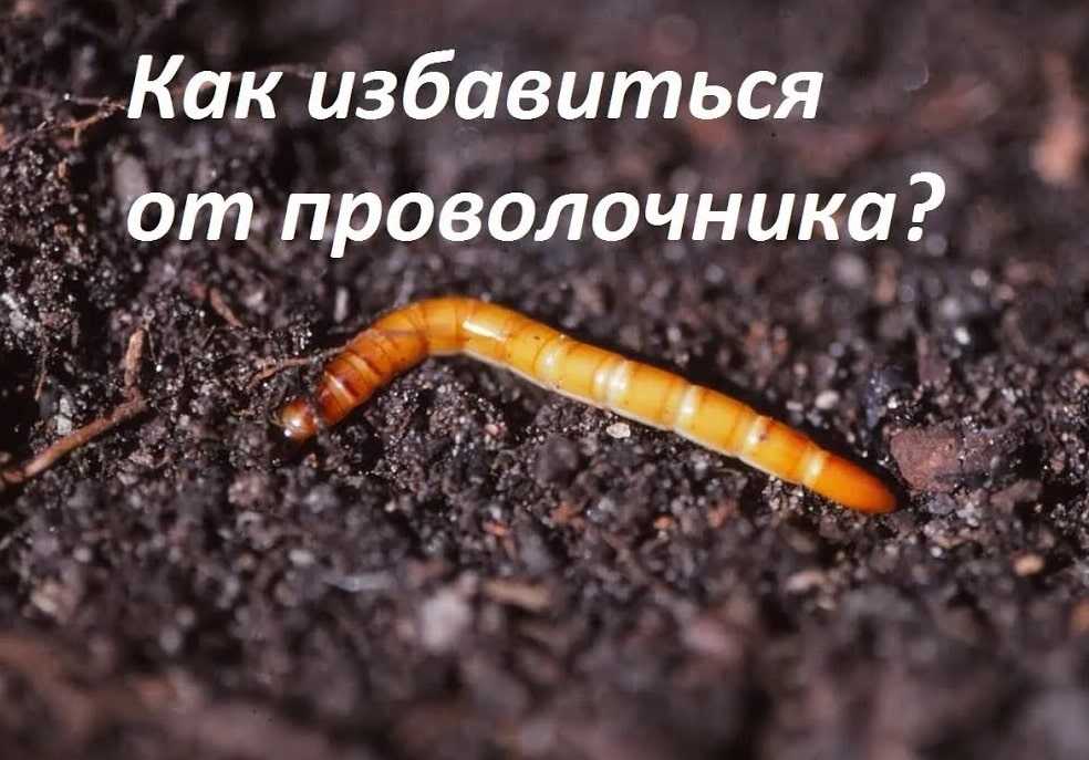 Проволочник (жук-щелкун): описание, как избавиться, эффективные методы борьбы
