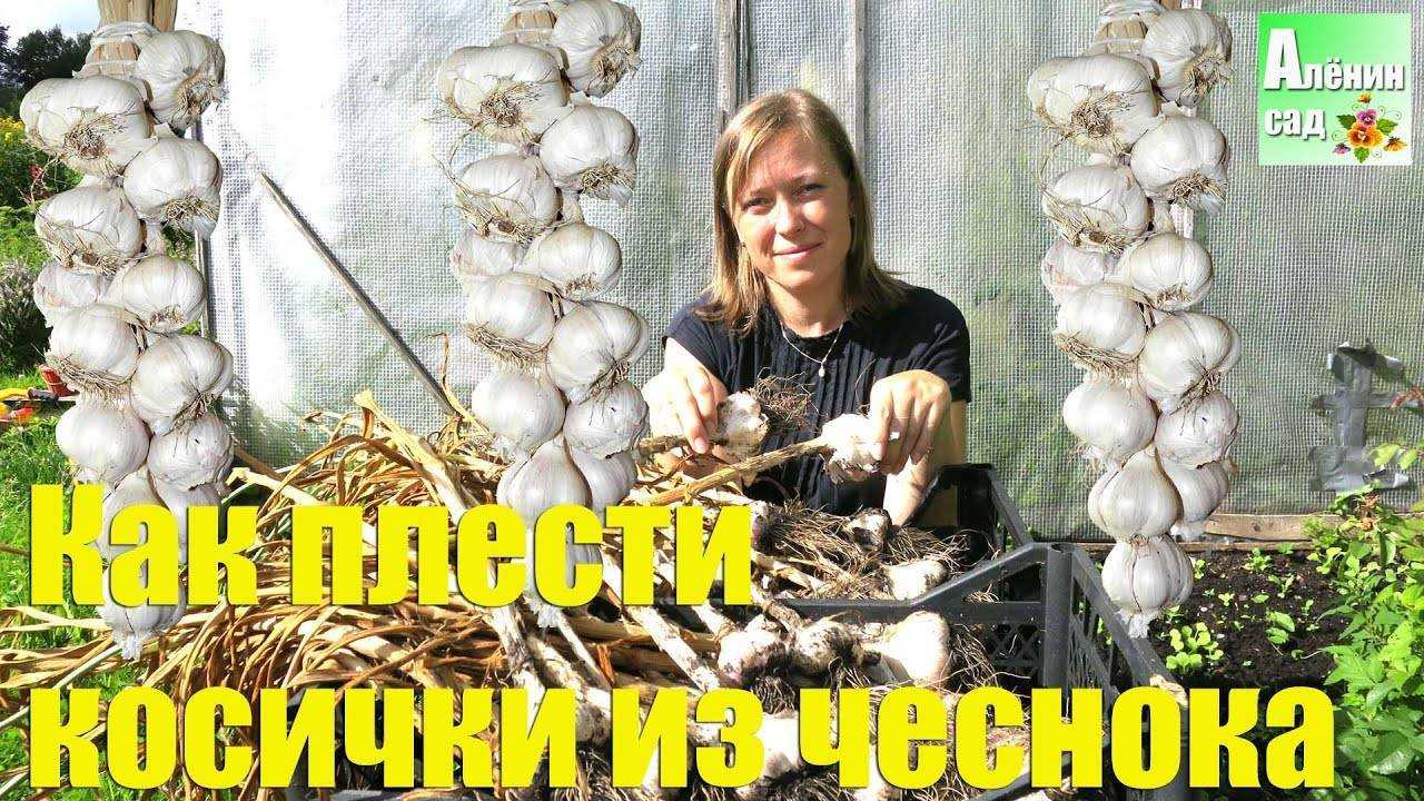Как сохранить лук и чеснок в домашних условиях до весны? — ботаничка