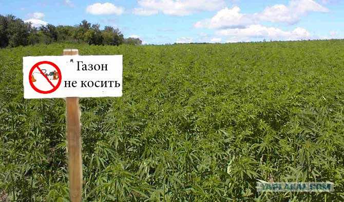 Когда обрезать ботву у картофеля: сроки и правила обрезки