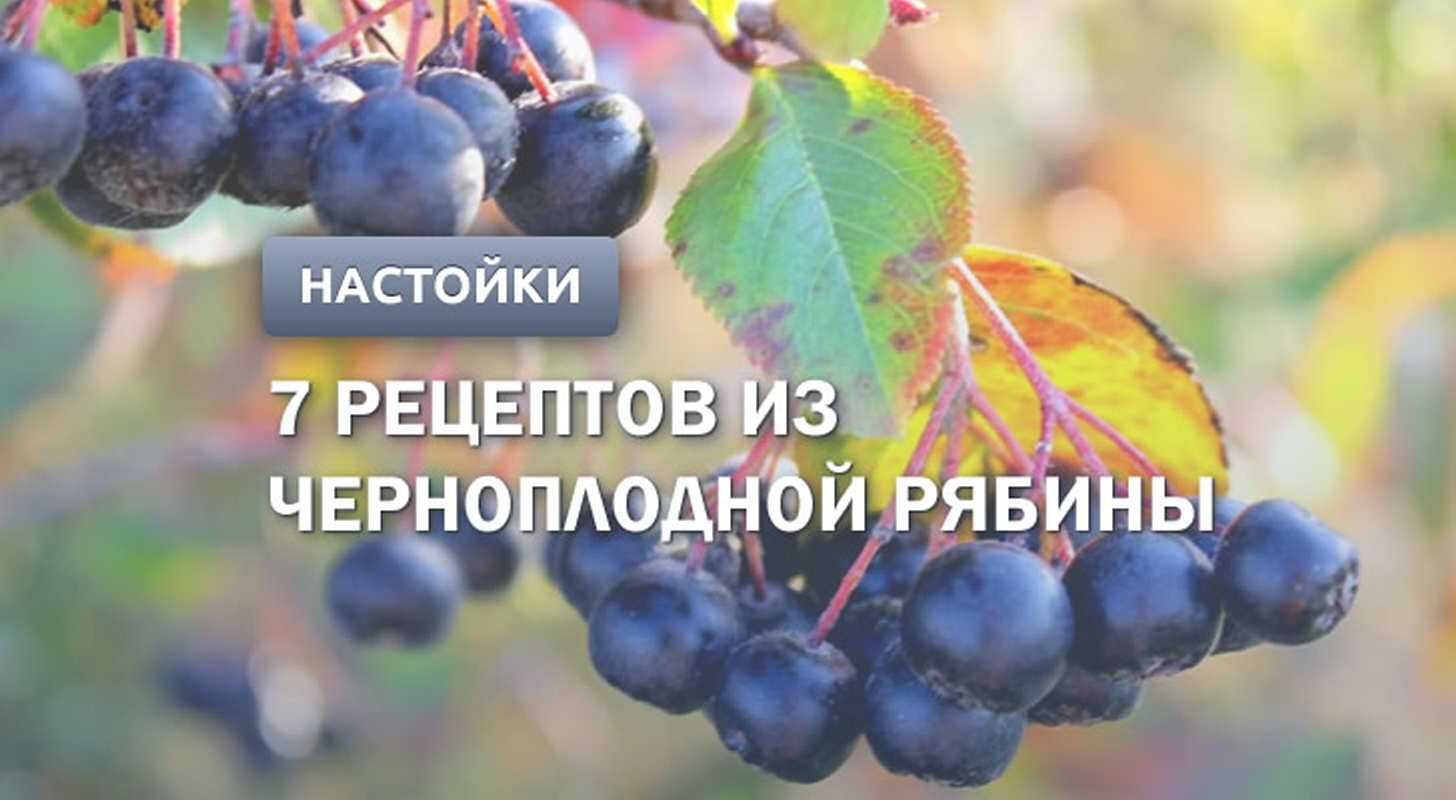Приготовление настойки из черноплодной рябины на водке