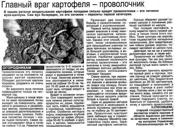 Как избавиться от проволочника - химические и биологические средства - сад 6 соток