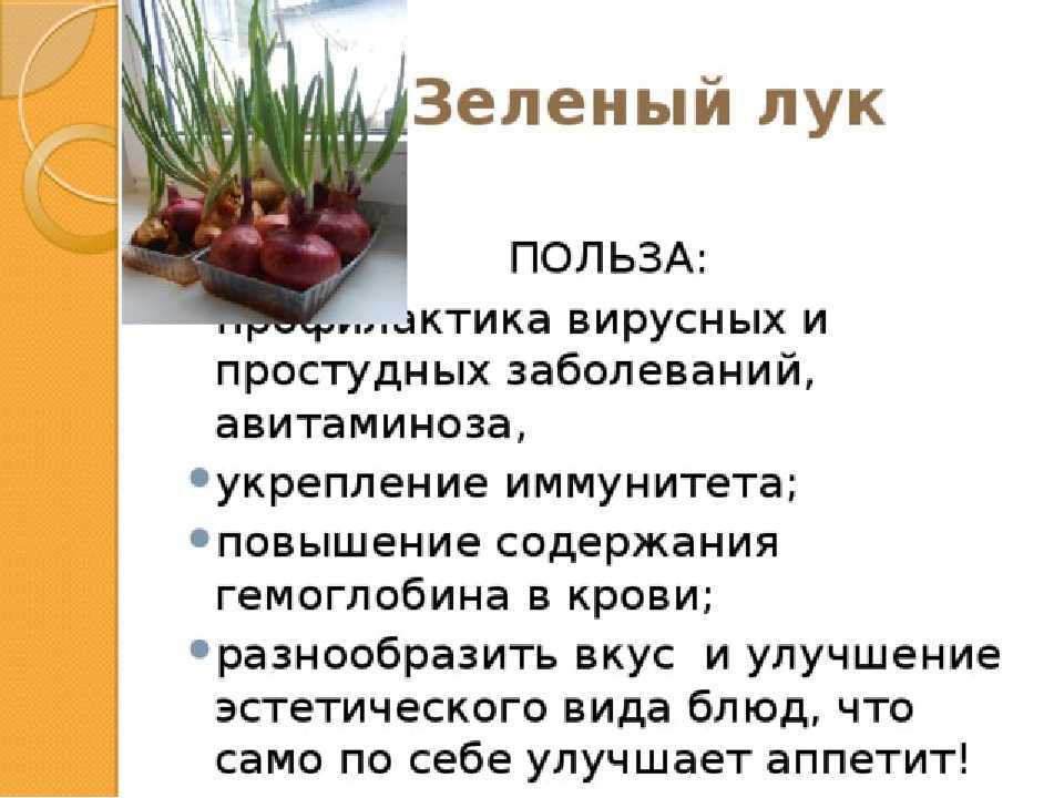 Сырой лук - польза и вред, советы по выбору и правила хранения