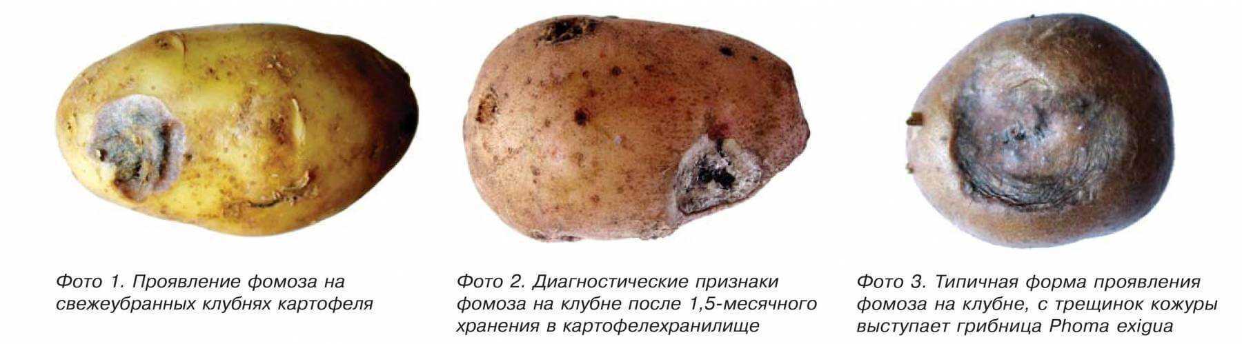 Почему чернеет картофель внутри при хранении