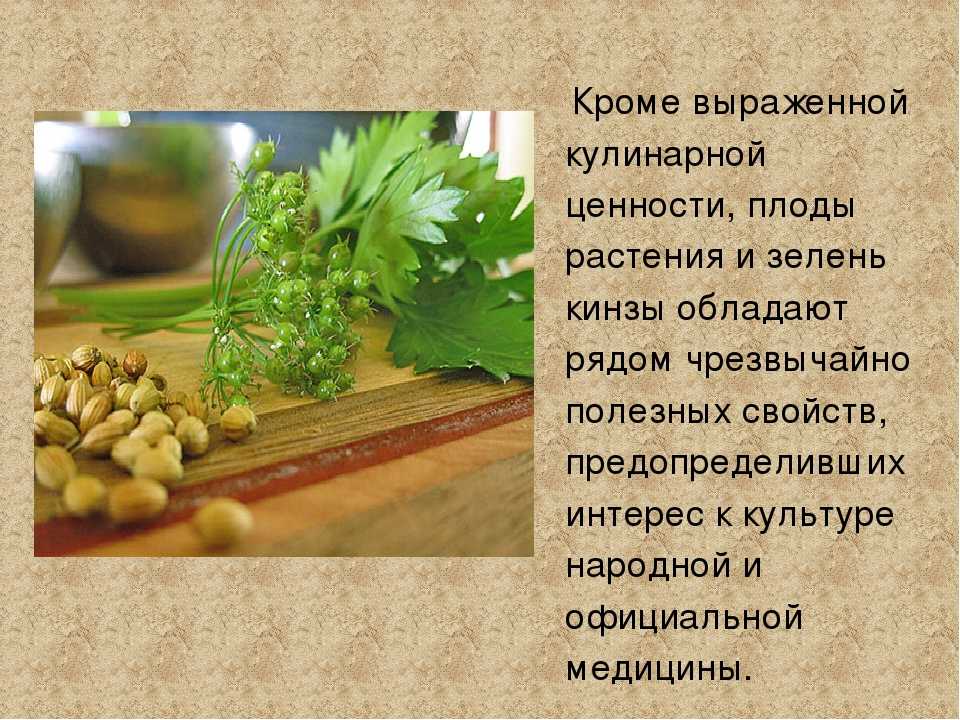 Кориандр: что это такое за приправа, как по-другому называется, применение специи