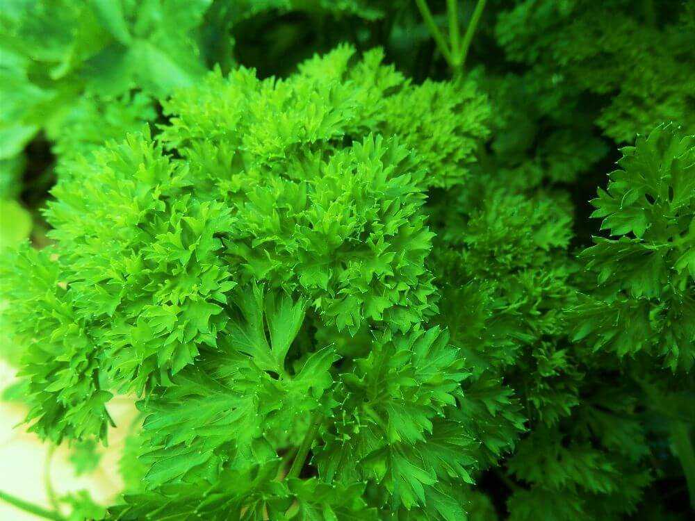 Петрушка кудрявая: чем она вредна для организма и как выглядит кудрявая петрушка