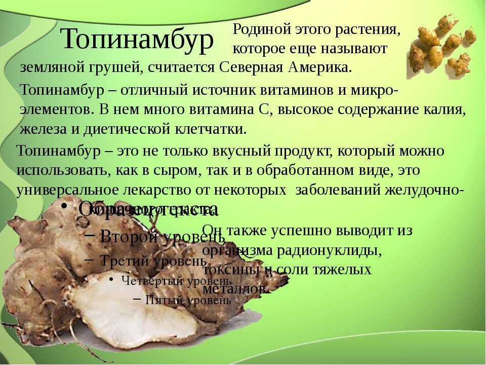 Топинамбур: полезные свойства и противопоказания