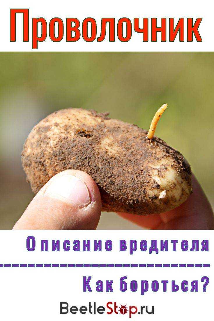 Как избавиться от проволочника на участке: как распознать, какой вред наносит, причины и признаки появления, меры профилактики, методы борьбы - биологические, химические, народные, их плюсы и минусы