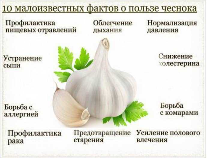 Язва желудка, гастрит и другие болезни требуют соблюдения определенной диеты Более того, порой нельзя есть даже привычные блюда Можно ли употреблять чеснок В статье мы подробно разбираемся в этом вопросе