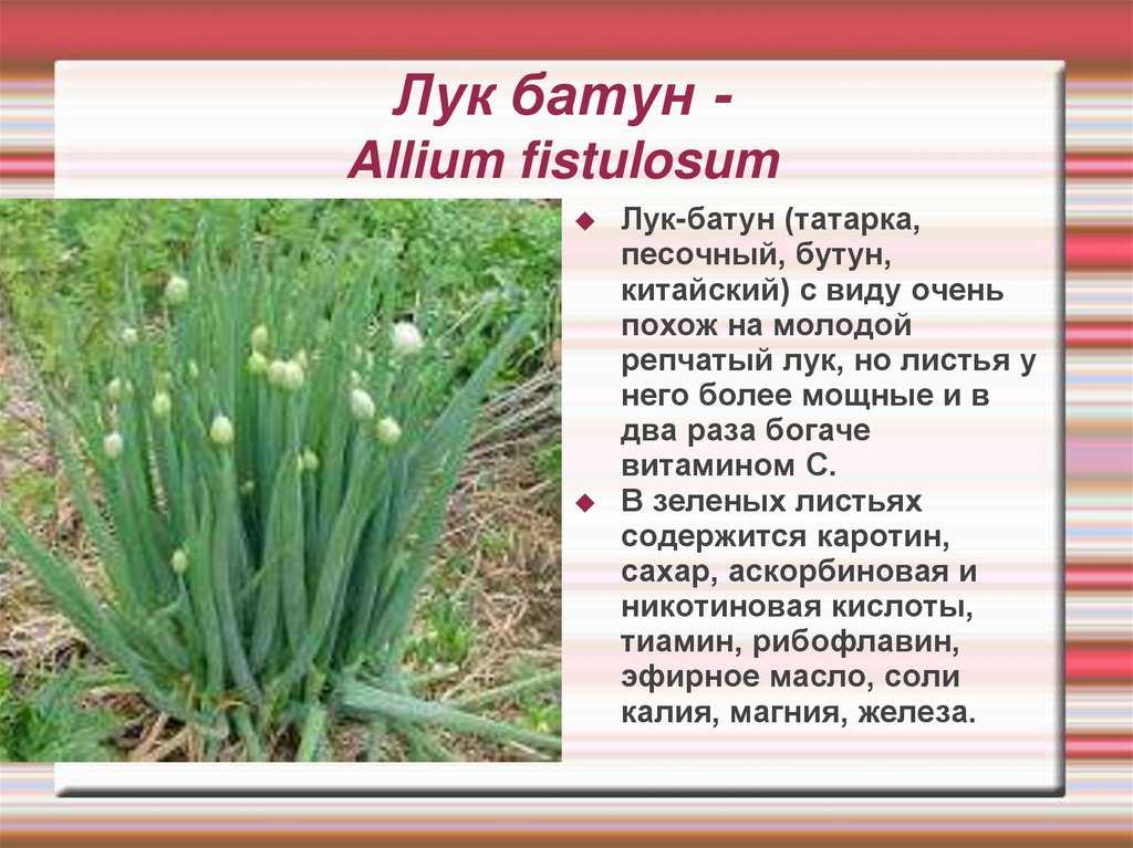 Лук на перо – какой сорт лучше выбрать для посадки на зелень
