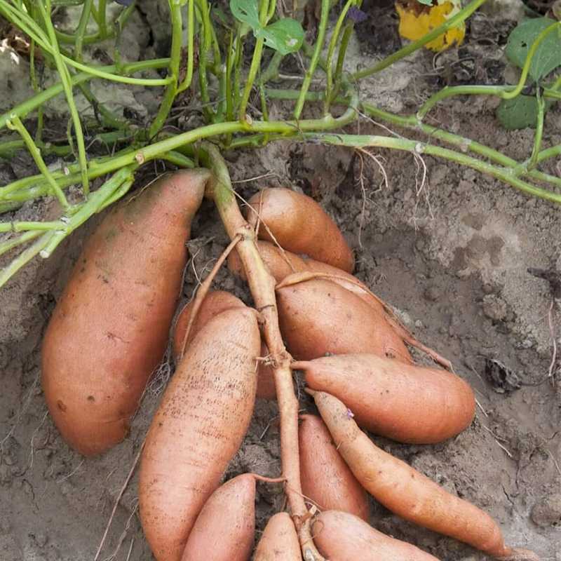 Батат: фото, описание, вкусовые качества разных сортов, посадка и уход