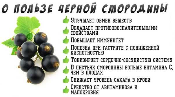 Чай из листьев смородины и малины: польза и вред