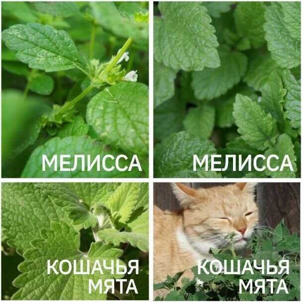 Зачем кошкам кошачья мята? вредна ли для котов и как действует?