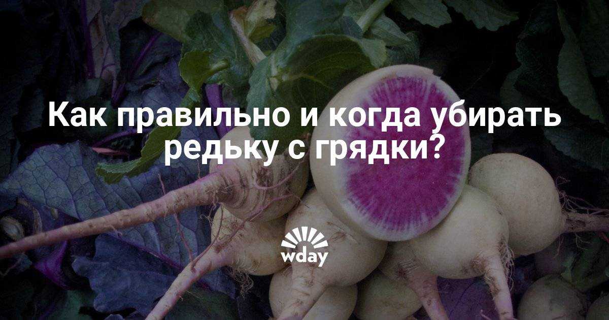 Как и когда убирать урожай редьки с грядки, как хранить зимой