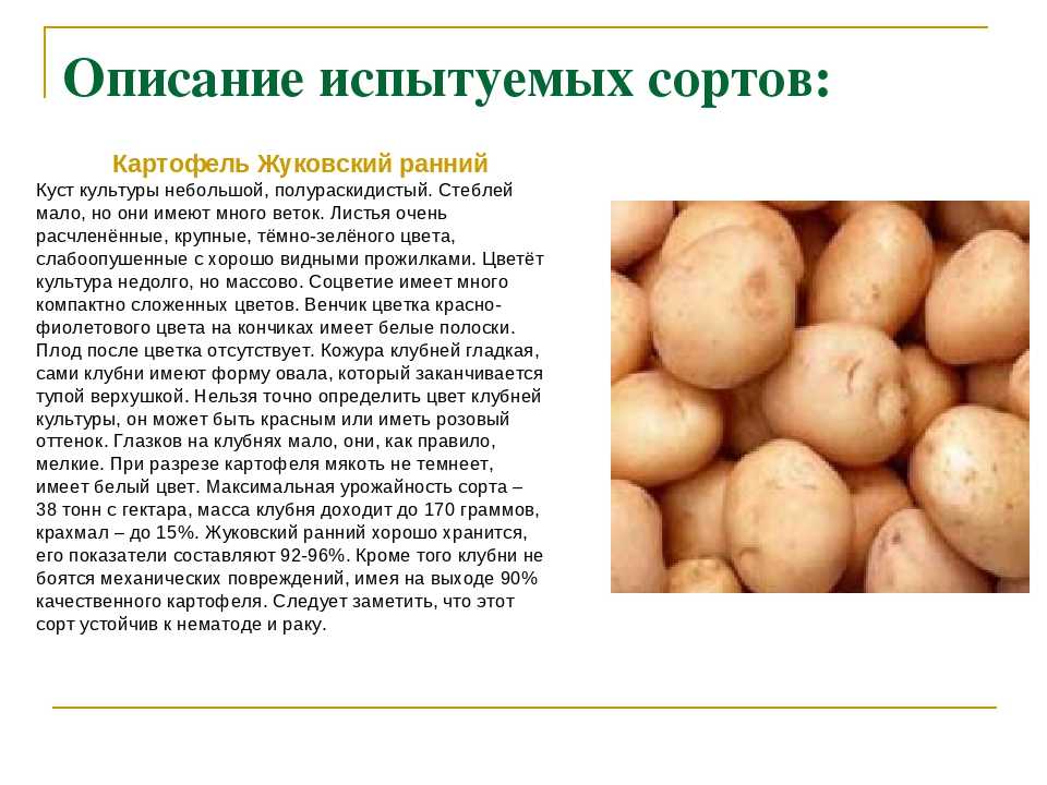 Картофель "удача": описание и характеристика сорта, фото, отзывы
