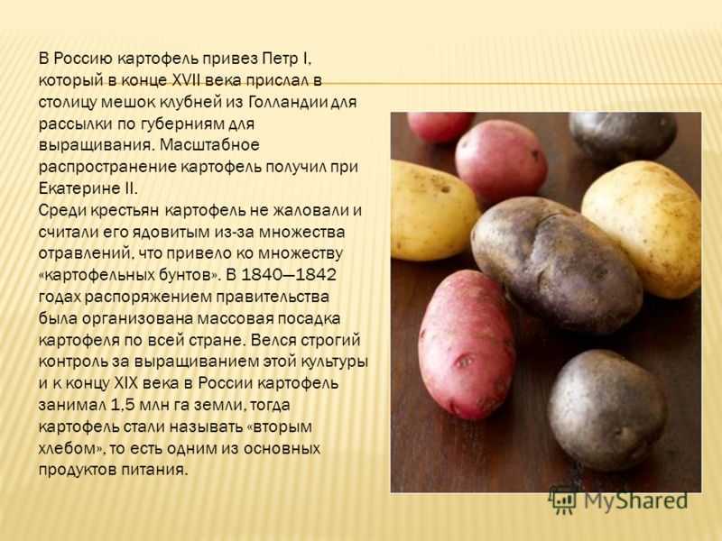 Кто завез картофель в россию, откуда и когда привезли, почему стал вторым хлебом